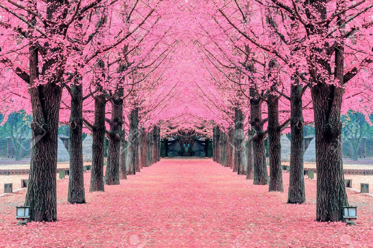 5D4N Experience Springtime in Korea Image 0